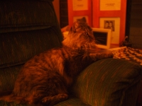 Hermes night mode E-P2 P008